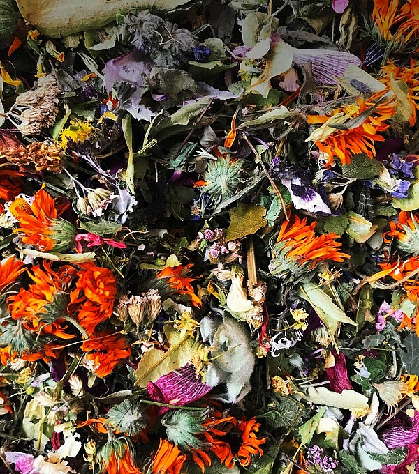 Heimische Wildkräuter – Power-Paket pur. Bild: SULIV Yoga, Hike or Bike, Slow Food Retreats