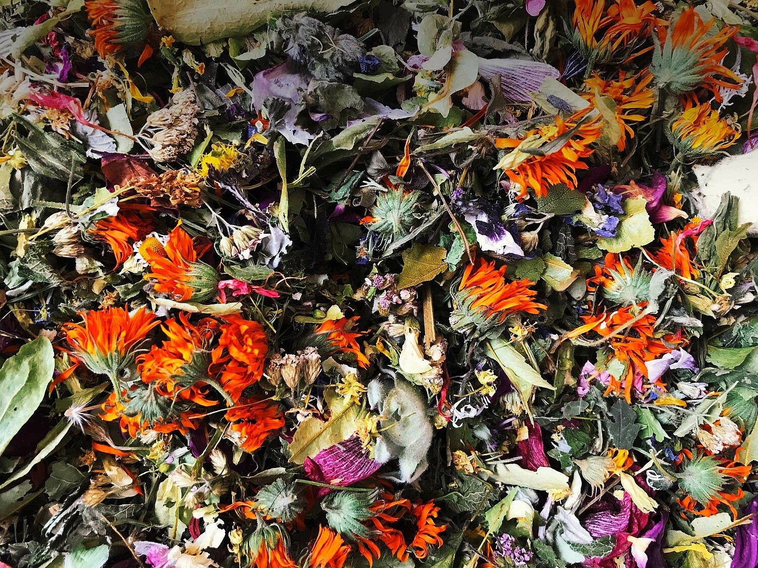 Heimische Wildkräuter – Power-Paket pur. Bild: SULIV Yoga, Hike or Bike, Slow Food Retreats