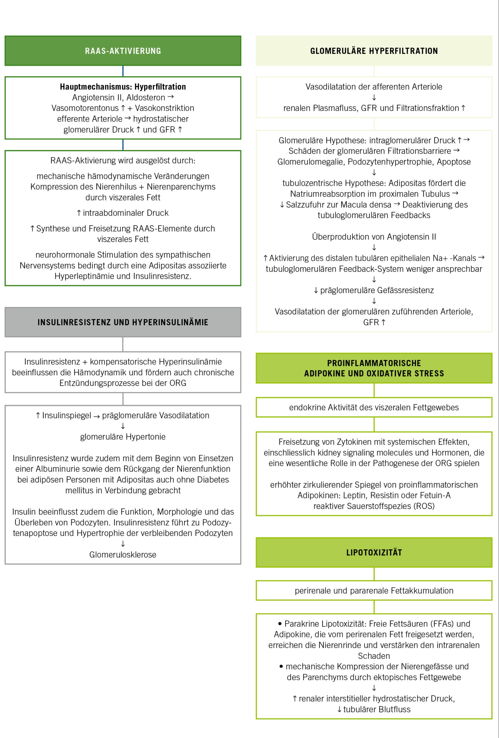Abb. 1: Hauptmechanismen der Nierenschädigung bei Adipositas.