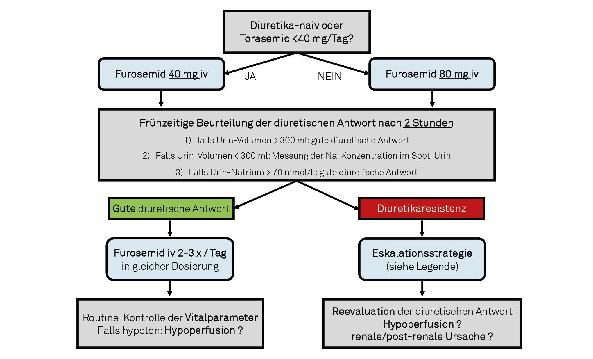 Abb. 1: Standardisiertes Management der Diuretikatherapie bei akuter Herzinsuffizienz. Die Eskalationsstrategie bei Diuretikaresistenz kann folgende Optionen beinhalten: 1. Dosiserhöhung des Furosemid-Bolus auf 80 mg, mit weiteren Dosiserhöhungen oder Umstellung auf Furosemid-Perfusor (20–40 mg/h). 2. Kombinationstherapie aus Furosemid 80 mg + Acetazolamid 500 mg iv. 3. Kombinationstherapie aus Furosemid 80 mg + Metolazon 5 mg po.
